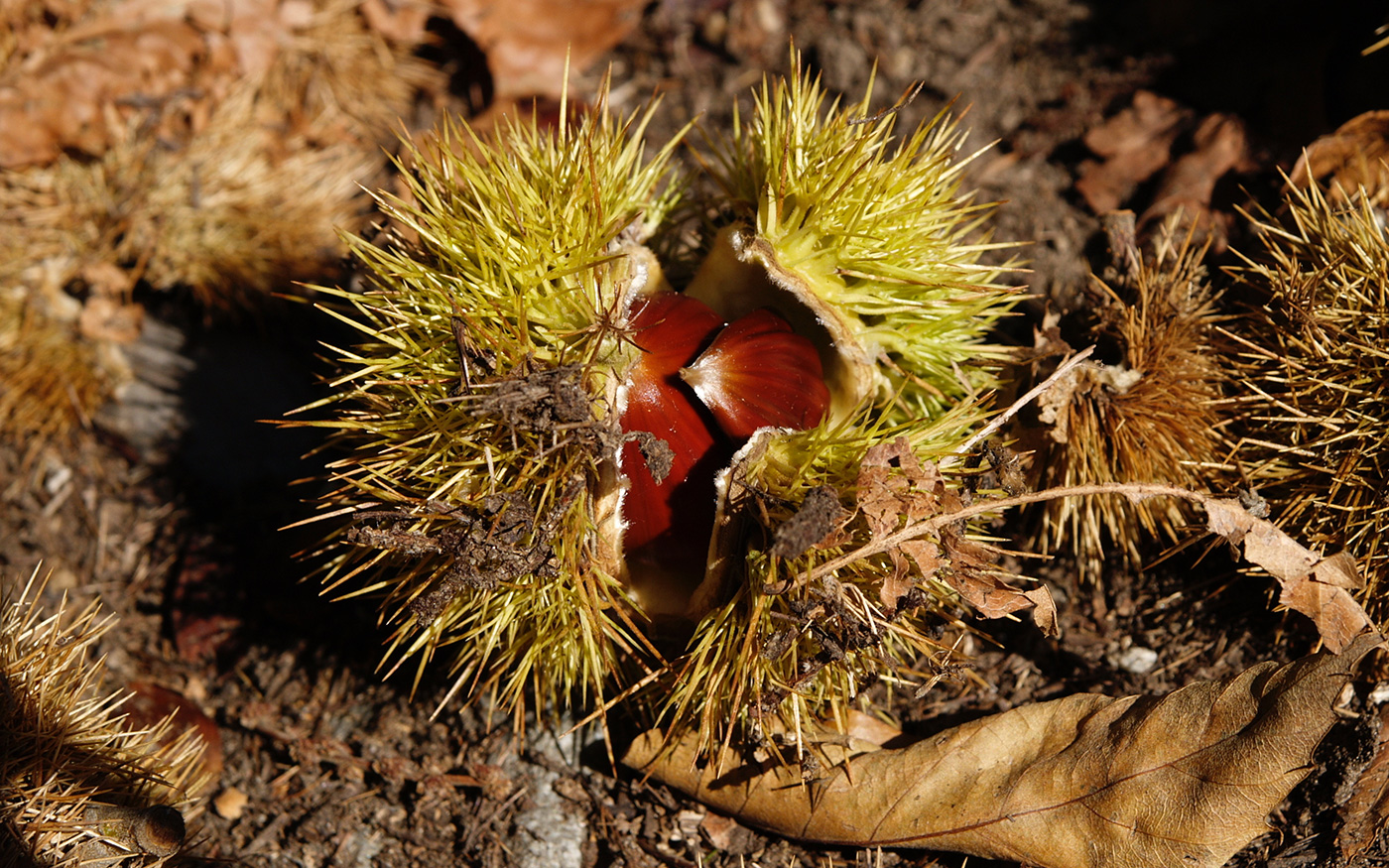 thomas flamm beratungen business coaching organisationsentwicklung philosophisch-psychologische beratung