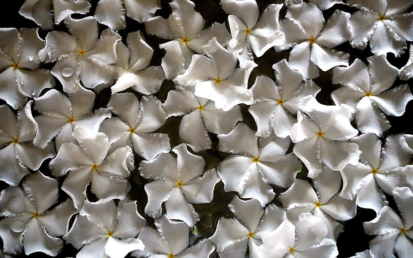 thomas flamm beratungen business coaching organisationsentwicklung philosophisch-psychologische beratung